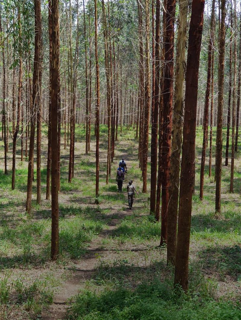 forestry akamwesi shopping mall